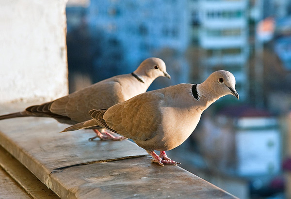 The unclean person presented two pigeons to the priest for a sacrifice.